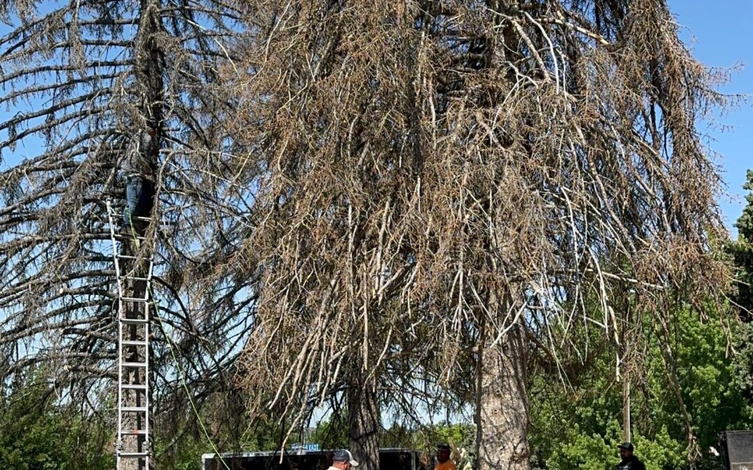 Tree Removal Service in Layton, Utah