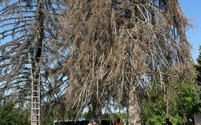 Tree Removal Service in Layton, Utah