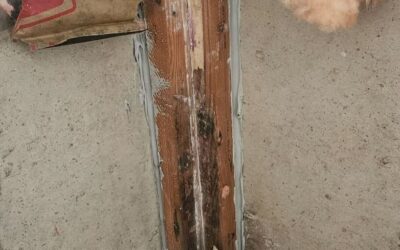 Basement Leak Repair & Sheetrock Remediation – Salt Lake City, UT