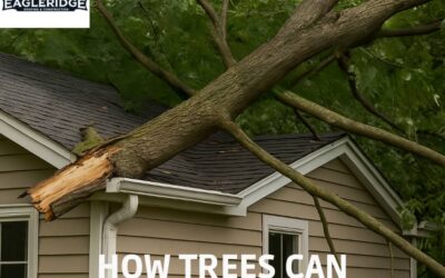 When Trees Become a Hazard: Protecting Your Roof, Siding, and Foundation